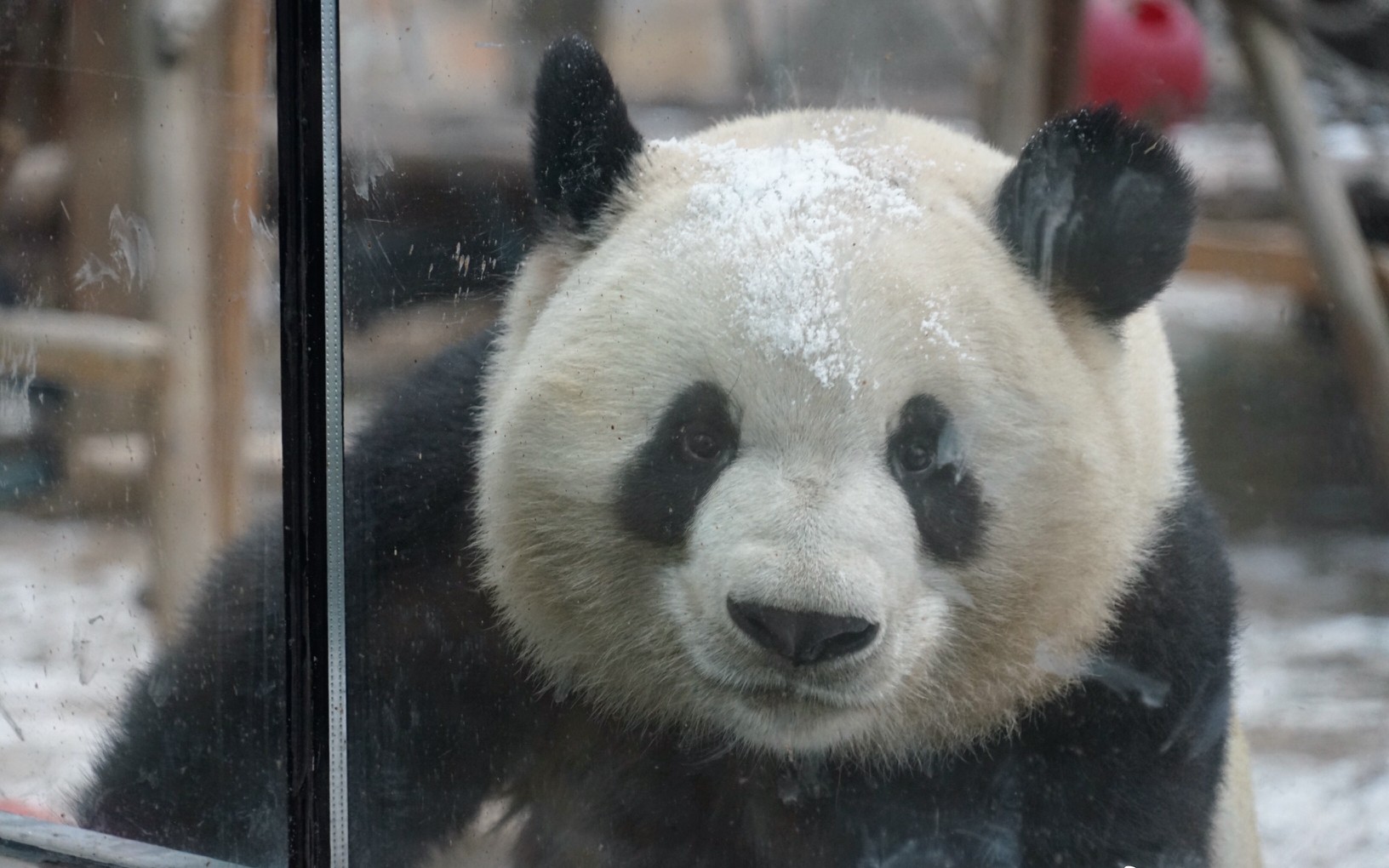 喜讯：旅韩大熊猫“华妮”诞下双胞胎