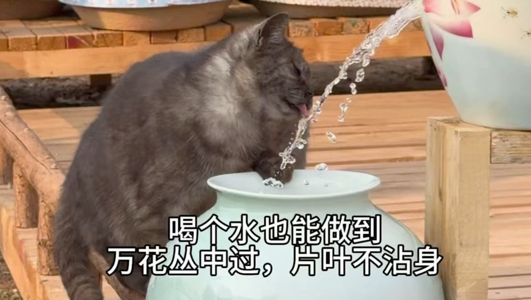 冬去春来，猫猫小酒馆旧貌换新颜