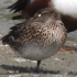 【观鸟vlog】湿地遇见翻白眼睡觉的鸭子