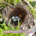 乌鸫孵蛋记录视频（一）鸟窝、生蛋与孵蛋
