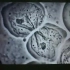 显微镜下的细胞减数分裂