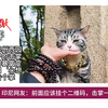 你想发财暴富变美吗？快来和‘心想事成’猫击个掌