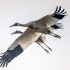 肖戈 | 中国一级重点保护野生动物-白鹤来鄱阳湖越冬啦