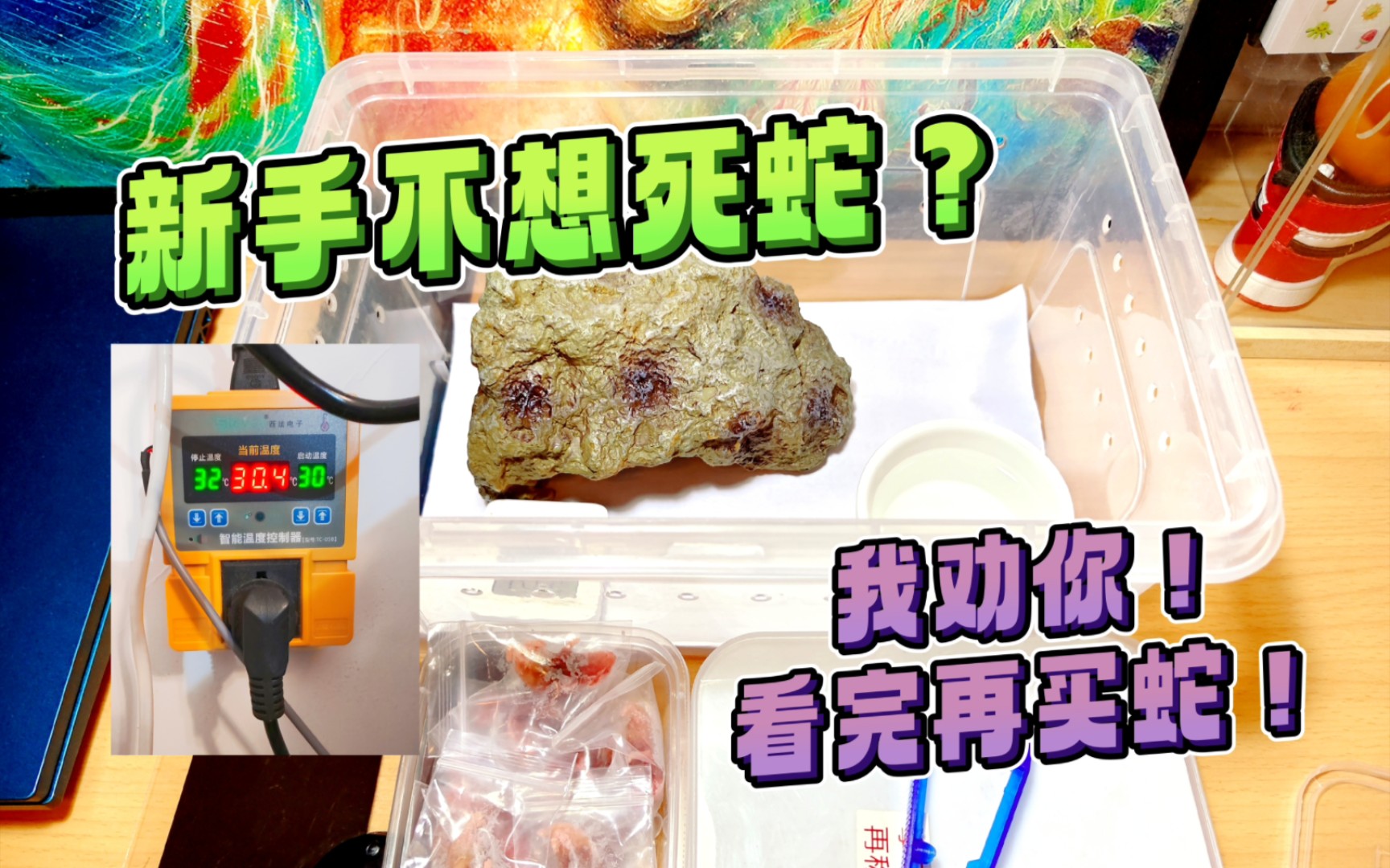 全站最细最贴心讲解：接蛇回家之前你该准备什么？（设备+耗材推荐、价格、避坑操作）