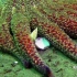 【精彩片段】密棘海星捕食鸟蛤后被帝王蟹制裁！你们都知道海星是怎样进食的吧？