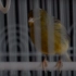【YouTube搬运】染色体系列第7集：我知道为什么笼里的鸟儿会唱歌【自制字幕】