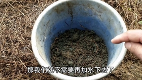 怎么养蚯蚓钓鱼才好 c3ab1222f346c212256e9cea4a0981dc4cbb9fa5.jpg@280w_158h_1c_100q.jpg