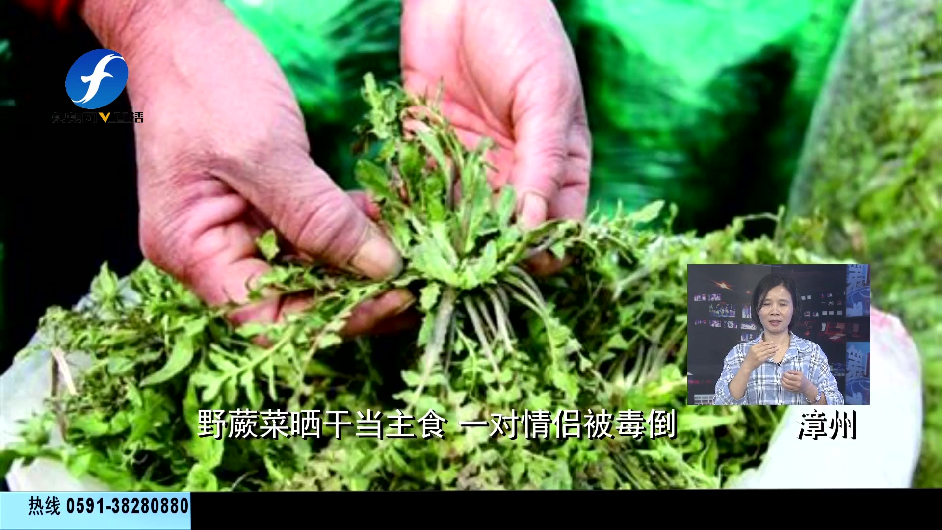 第一帮帮团】野菜不能多食,野蕨菜晒干当主食