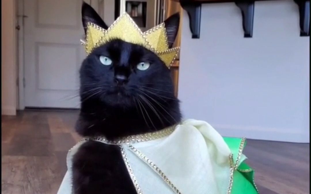 猫咪换装秀，大佬气质拉满了！