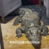 大学生违禁品检查，女生宿舍养鳄鱼，一操场的电饭煲