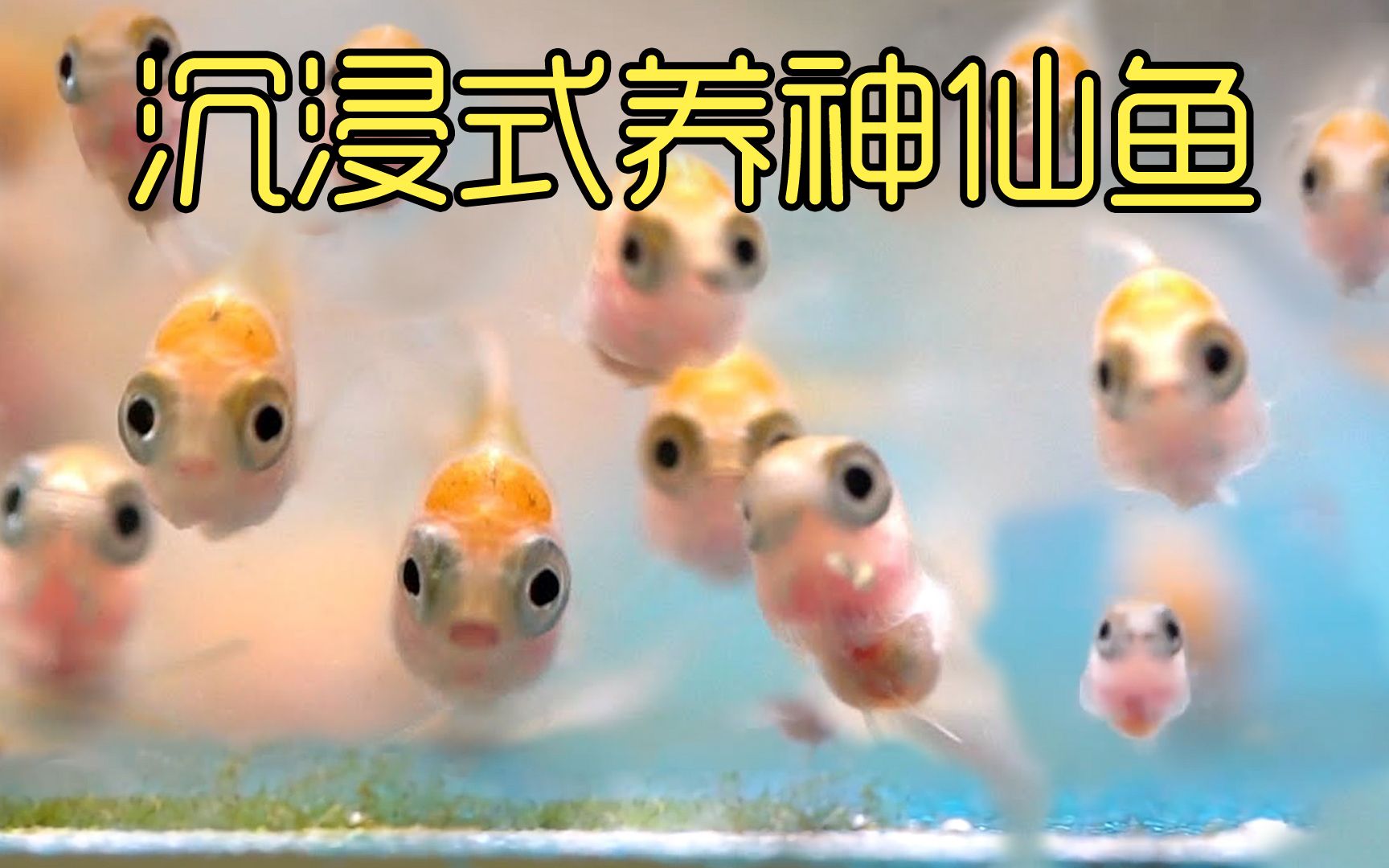 沉浸式繁殖神仙鱼，历经一个月养大400只神仙鱼宝宝，太有趣了