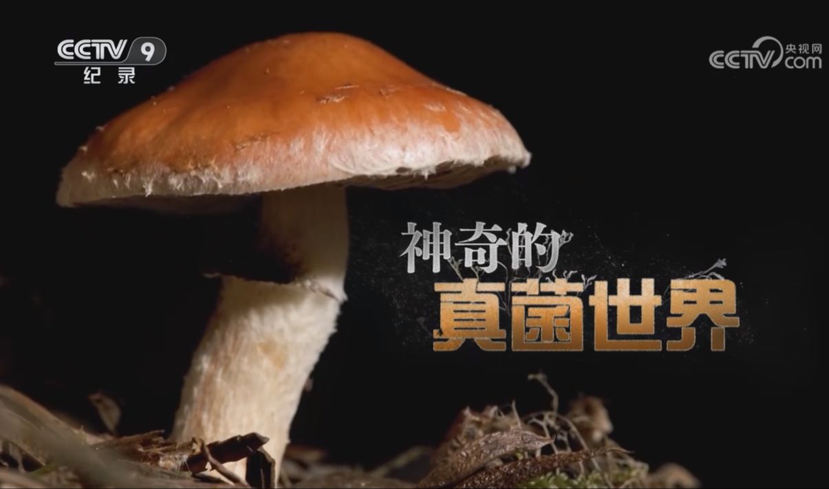 【央视】纪录频道CCTV-9《神奇的真菌世界》