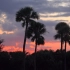 【空镜头】夏季夕阳火烧云棕榈树 素材分享