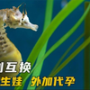 性别互换：父亲负责生娃、代孕，母亲却不知所踪
