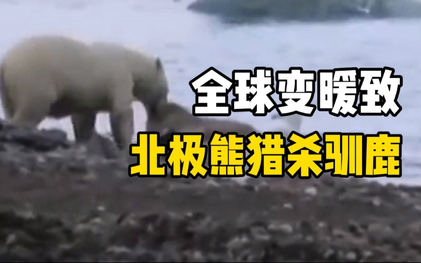 北极熊猎杀驯鹿珍贵影像，或因全球变暖冰层减少所致