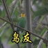 【中国】【纪录片】鸟友 Bird friend