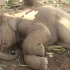 躺在地上睡觉不想起来的小象 最后还是被大象们踢起来了23333