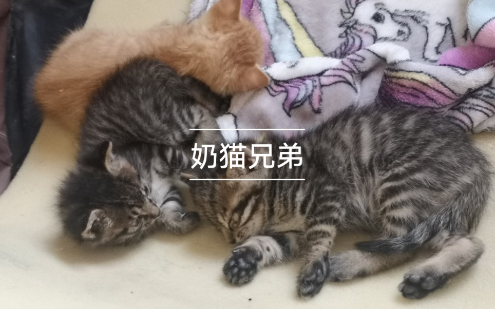 奶猫兄弟特辑 狸花小奶猫之兄弟篇之奶死人不偿命 哔哩哔哩 つロ干杯 Bilibili