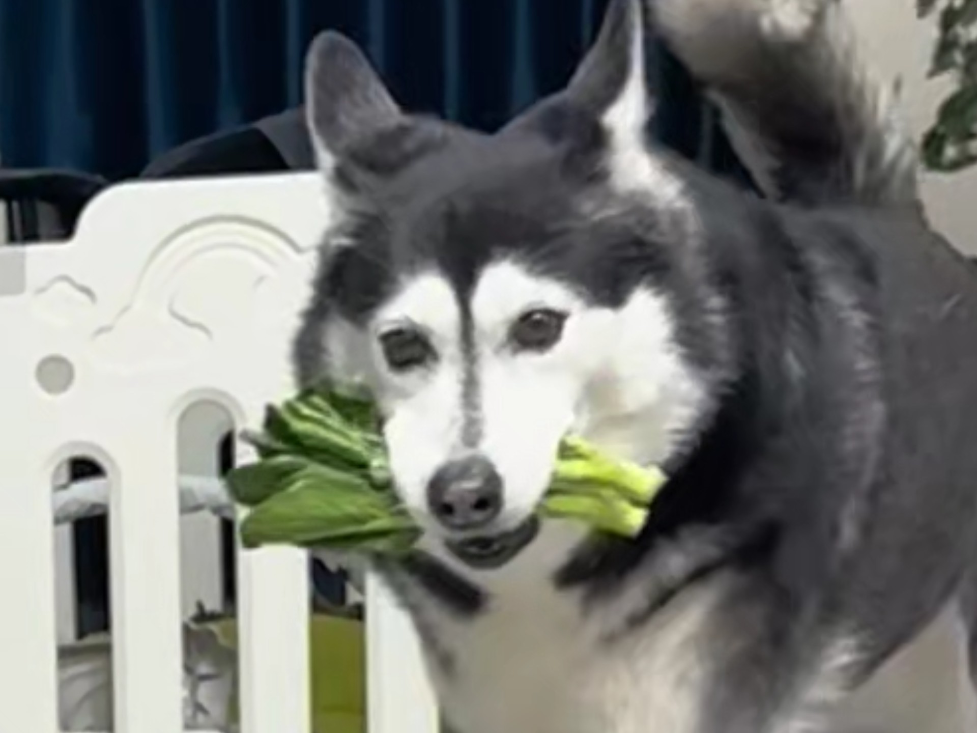 菜心