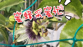 c3d360a6bdf38568ecfe418df1c4425be425cff4.jpg@280w_158h_1c_100q.jpg