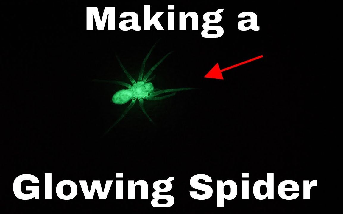 哇塞！这只蜘蛛竟然会发光！竟然觉得有些美？！@油兔不二字幕组