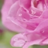 花养花玫瑰花茶泡茶平阴大朵重瓣食用无硫干玫瑰花