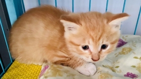 怎么养小猫咪可以粘人 c43683fb9fc8ceb71806641c9eb4ac57bc6cda08.jpg@280w_158h_1c_100q.jpg