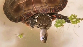 c43f1bf1b11db35995da0dfee426dca0350ddae4.jpg@280w_158h_1c_100q.jpg