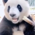 看大熊猫吃竹子也太治愈了叭！！