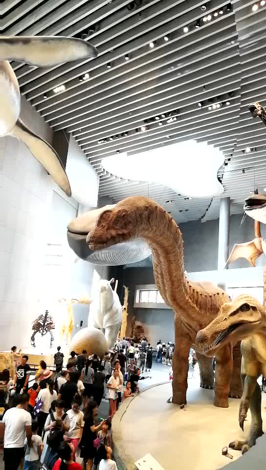 上海自然博物馆逼真的乌因库尔阿根廷龙