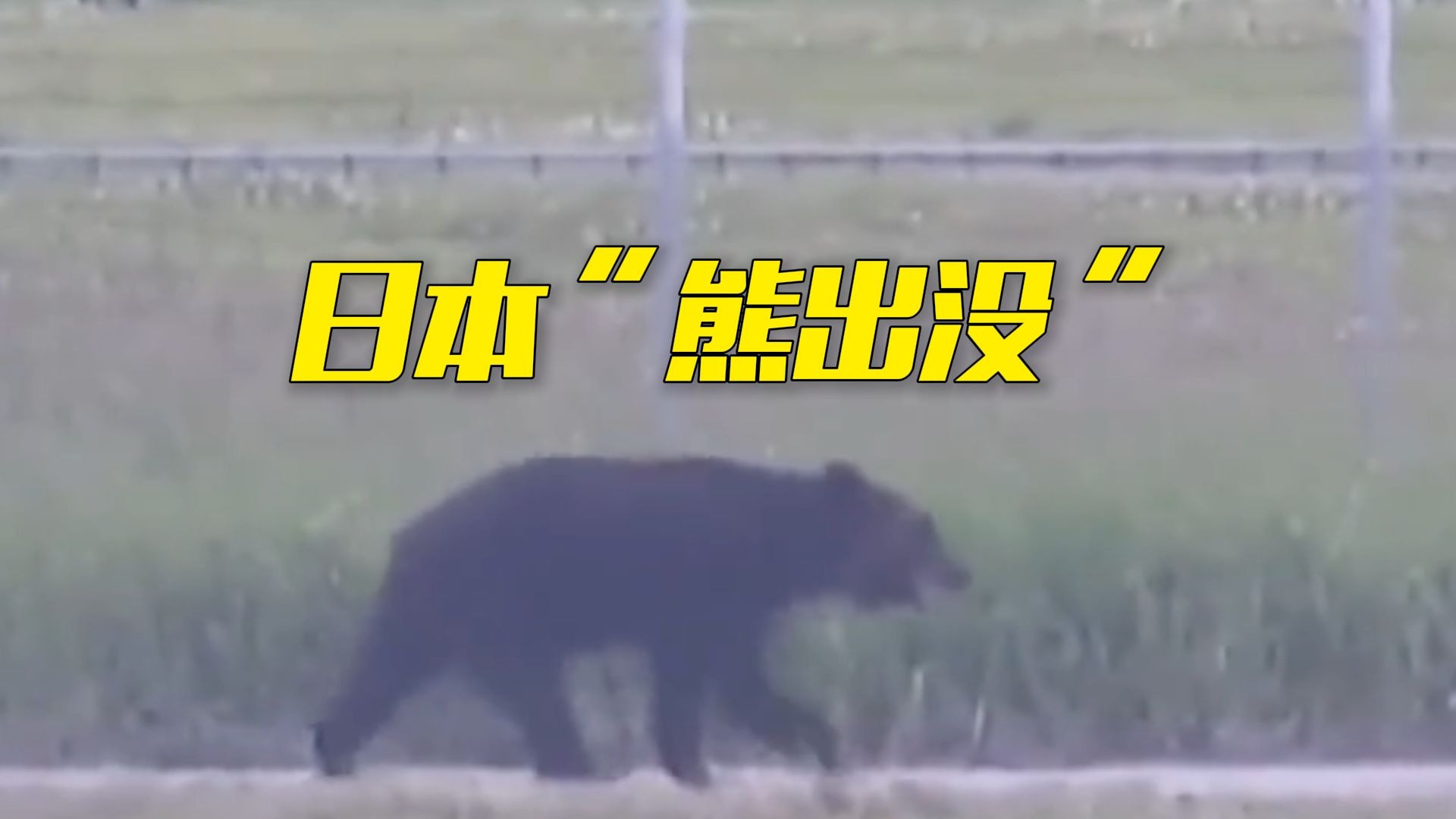 日本熊害死亡人数创新高！总领馆提醒日本旅游注意防熊