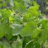 空镜头视频 植物下雨雨季雨天大雨树叶 素材分享