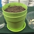 种大蒜方法视频(水培和土培)