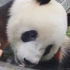 被熊猫凑近来舔是一种怎样的体验