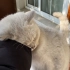 【小灰】7分钟沉浸式撸猫(无BGM) | 瑶锅Vlog