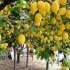 柠檬的一生｜现代农业种植和收获柠檬｜提取柠檬精油和浓缩果汁