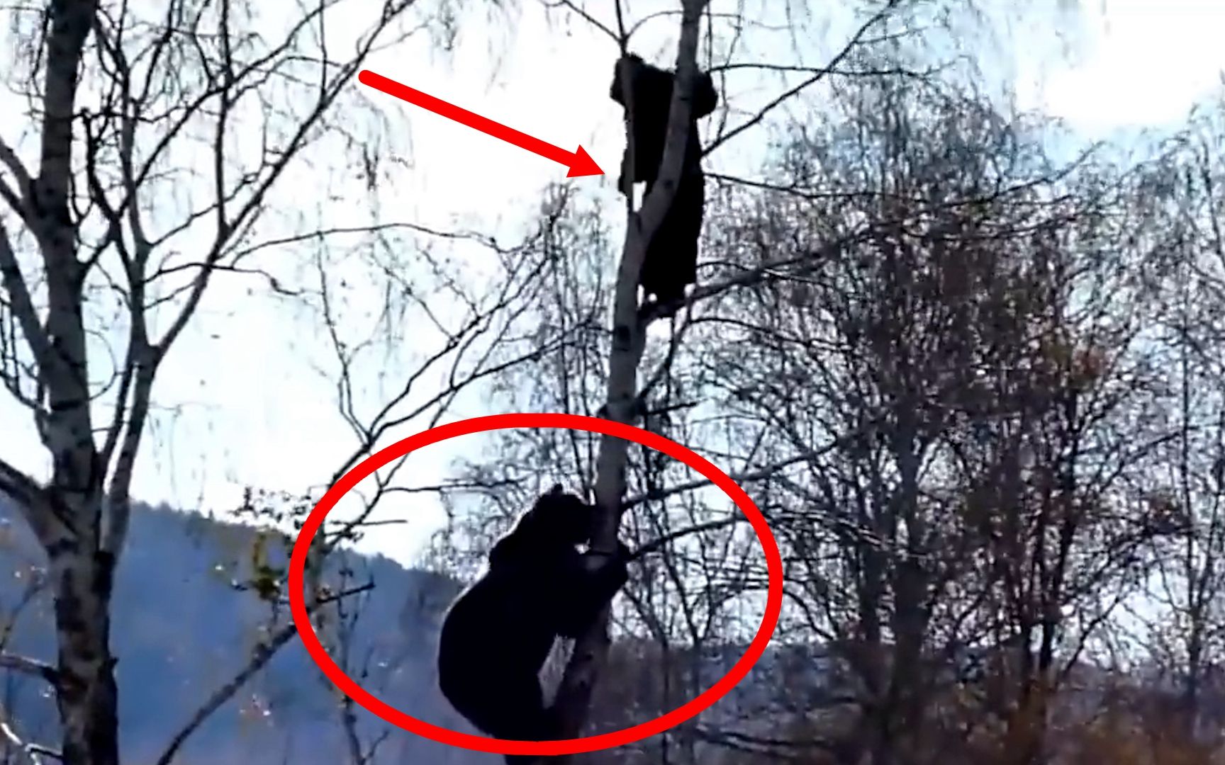 男人爬树躲避黑熊，结果黑熊的举动，令他陷入绝望！