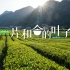 2023中国茶品牌建设论坛宣传片：一片和合的叶子