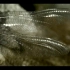 昆虫的变态发育 八年级生命科学 下册 沪教版