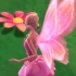 芭比之梦幻仙境-属于艾丽娜自己的翅膀