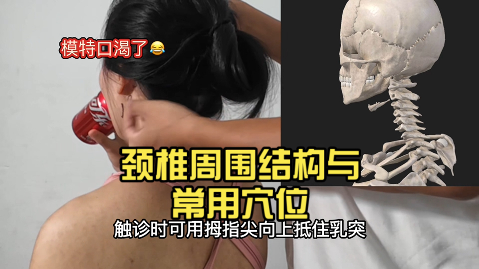【筋骨触诊】颈椎周围结构与常用穴位