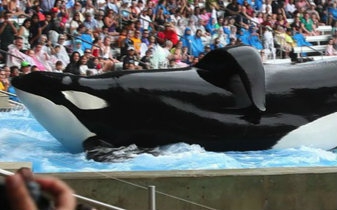 黑鲸 blackfish(2013)_其他_科技_bilibili
