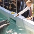 普京喂食海豚、和海象握手（鳍