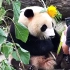 熊猫遇到一个直男奶爸是一种什么体验
