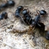 蚂蚁大战 澳洲盘腹蚁vs澳洲多刺蚁 斗蚁
