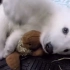 北极熊也太可爱了吧？毛茸茸的大白狗