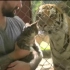 英国一只叫lil bub的网红猫，跟着主人去动物园看老虎