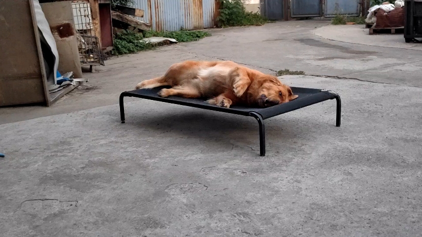 每一只小狗都喜欢的狗床
