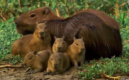 关于豚跳的视频合集_ 放肆吧