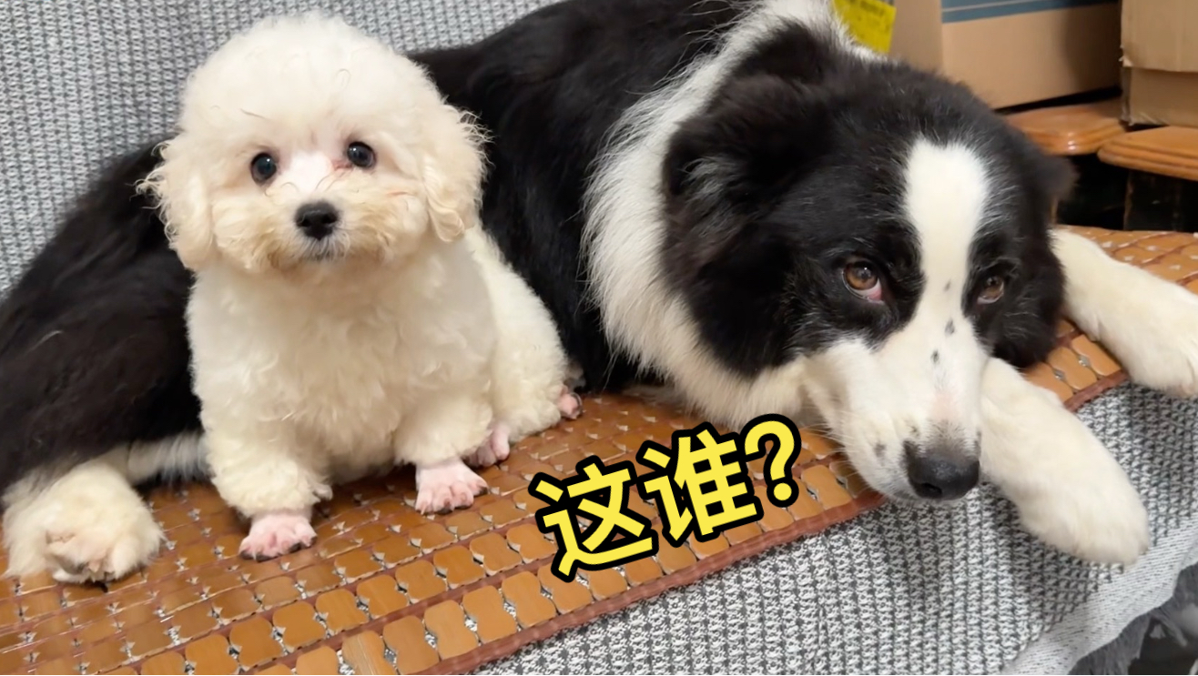 当狗子见到主人买了新狗回家，会是什么反应？